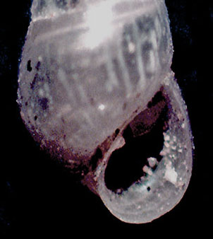 Odostomia plicata?